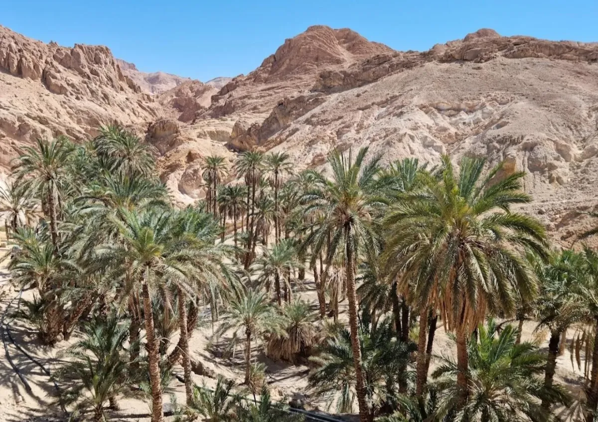 Palm grove below bare rock mountains at the Chebika oasis near Tozeur in southern Tunisia