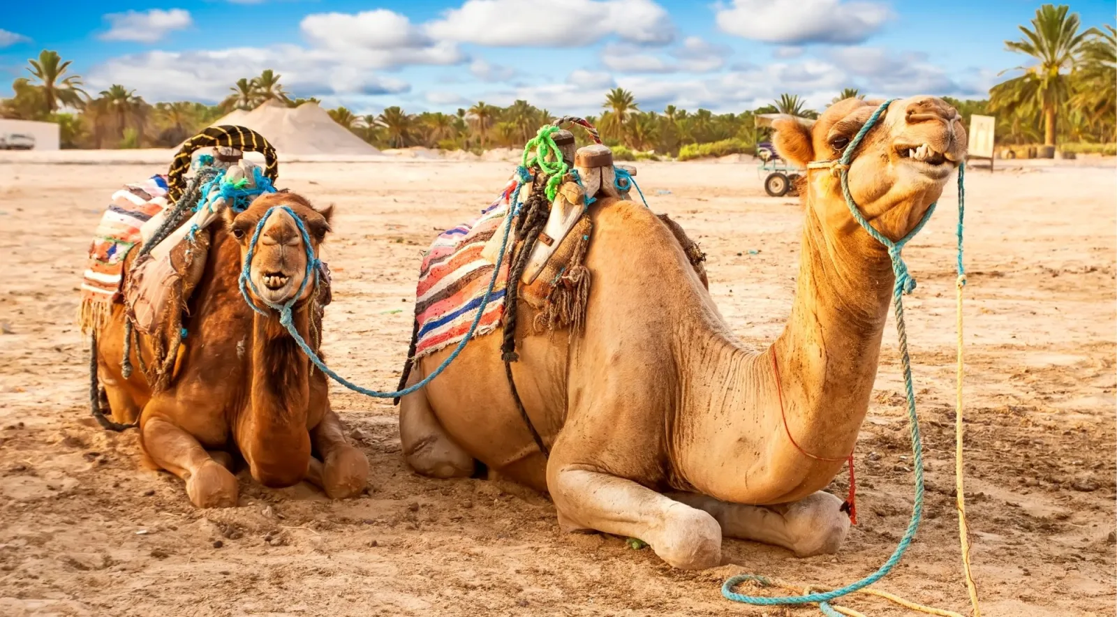 Camels resting in colourful woven blankets beside desert palms