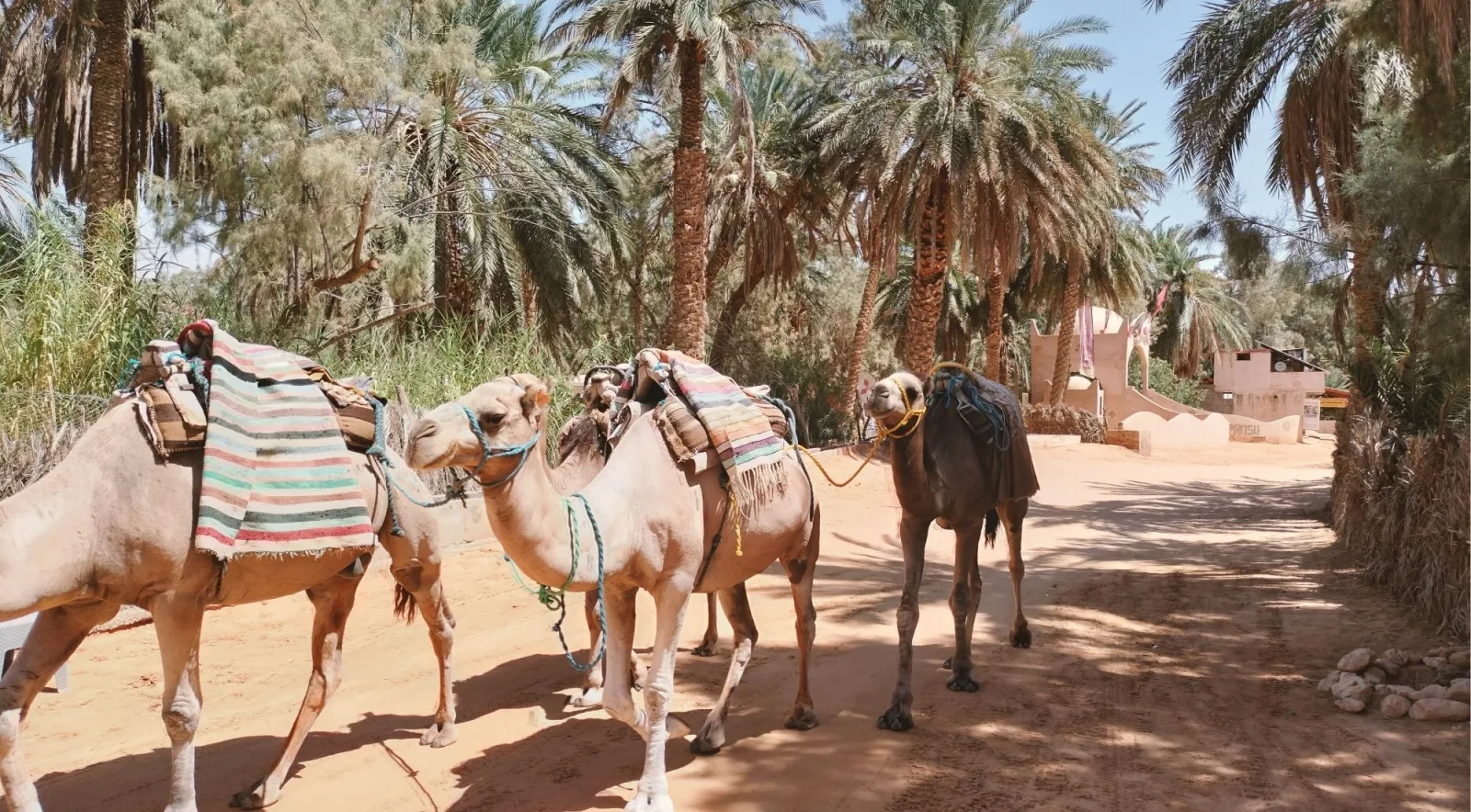 Camels standing in a palm oasis in southern Tunisia