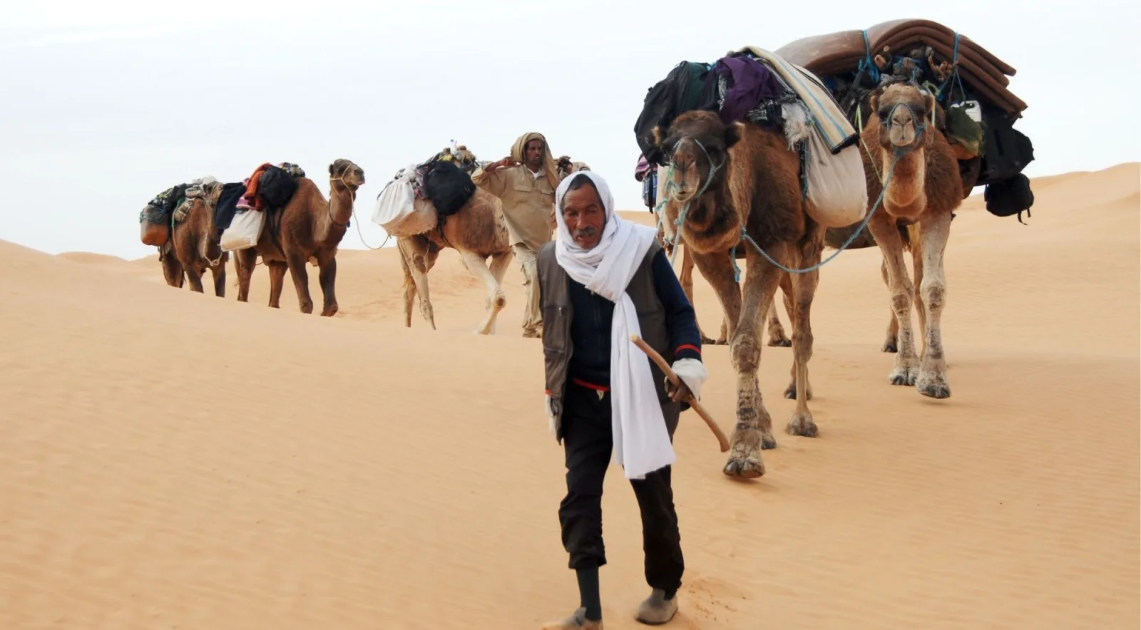 Berber guide leading a loaded camel train across the dunes