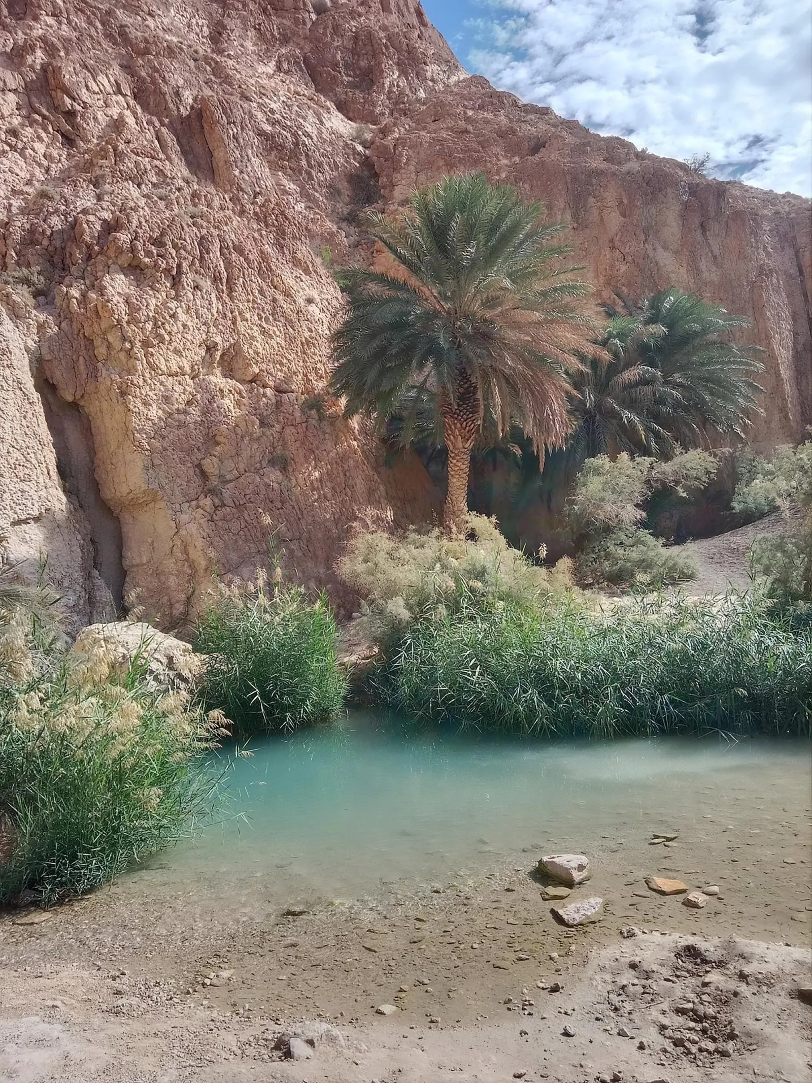 The pool below the palms at the Chebika oasis