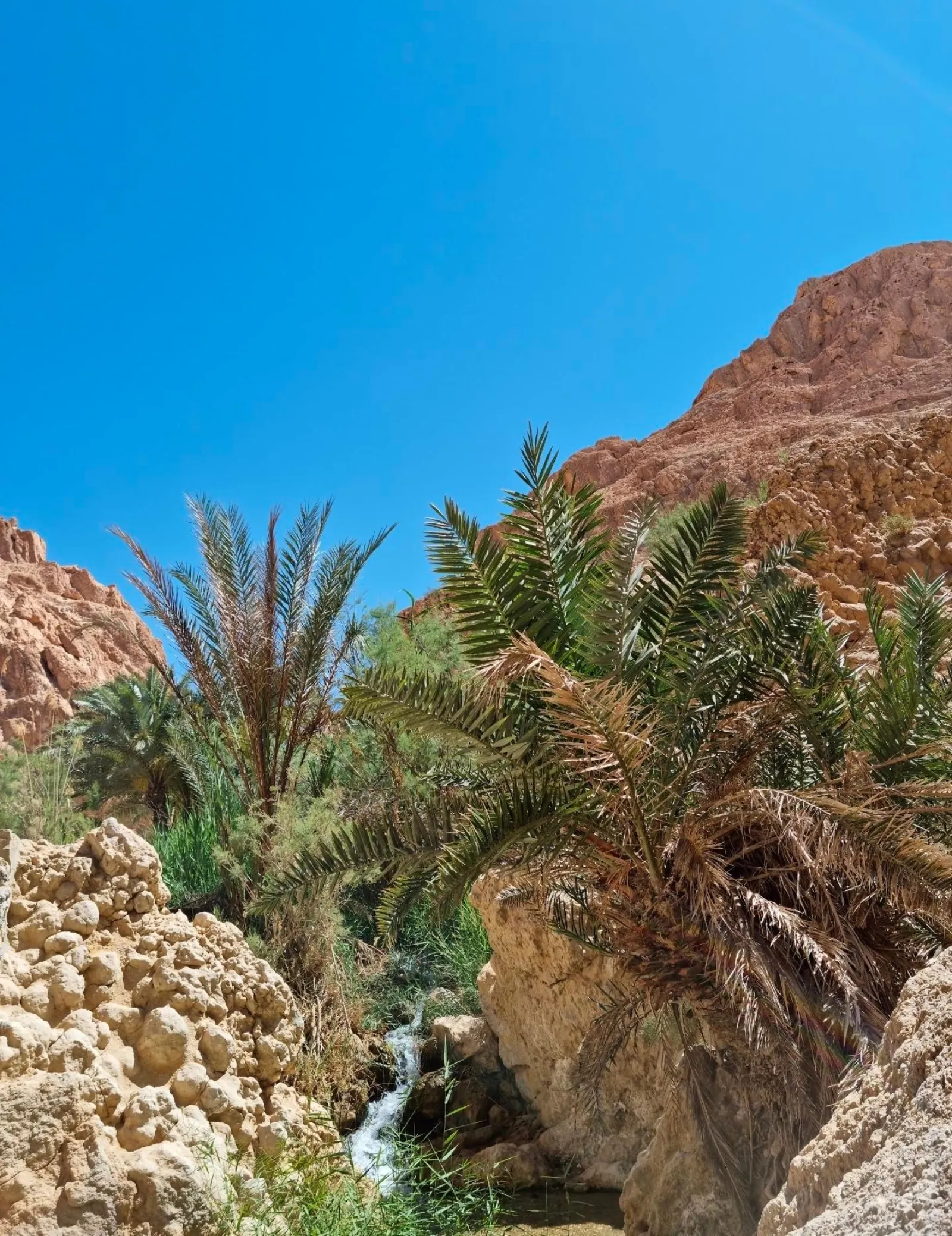Palms and a stream in the cleft of rock at Chebika