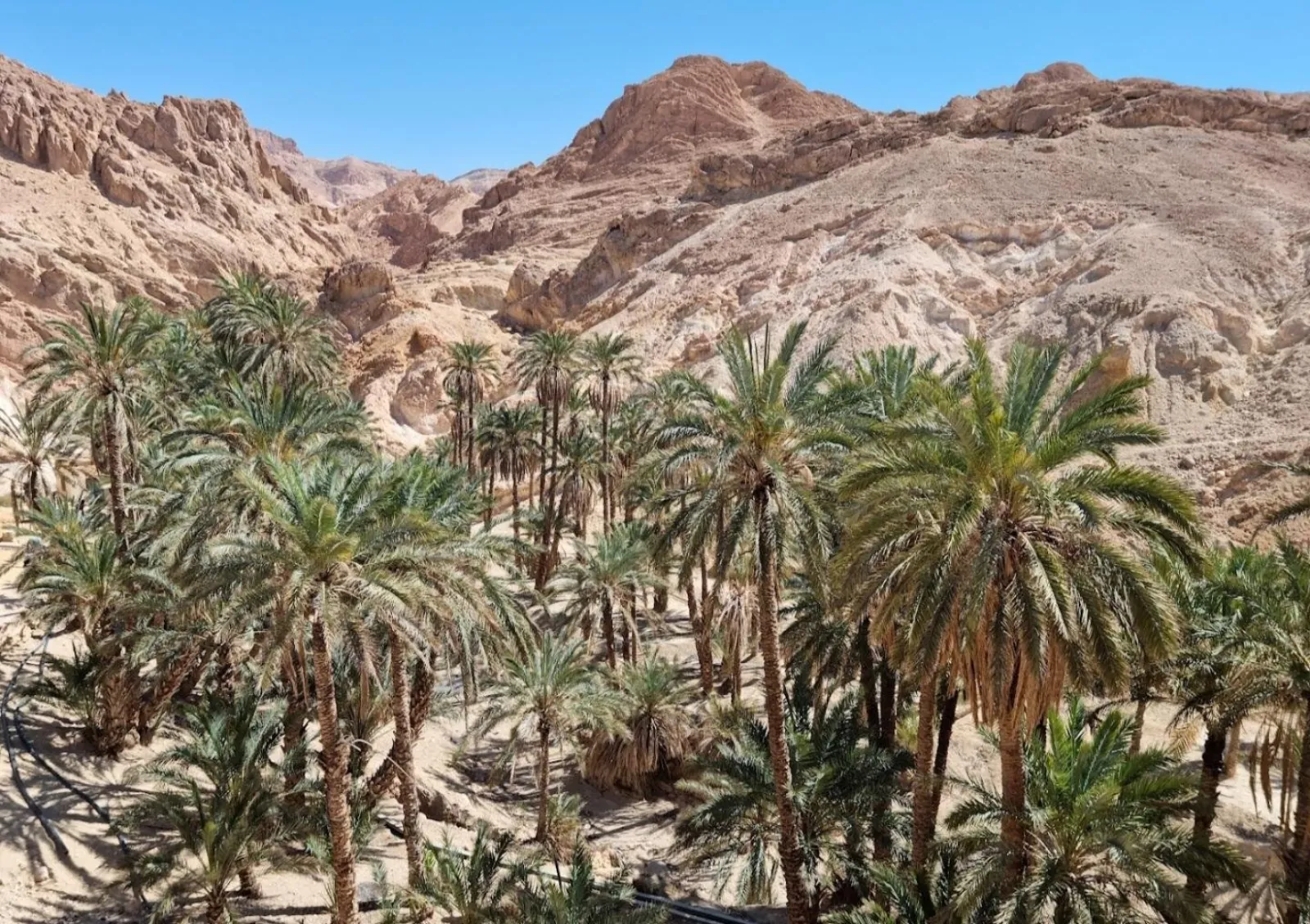 The palm grove below the mountain oasis at Chebika
