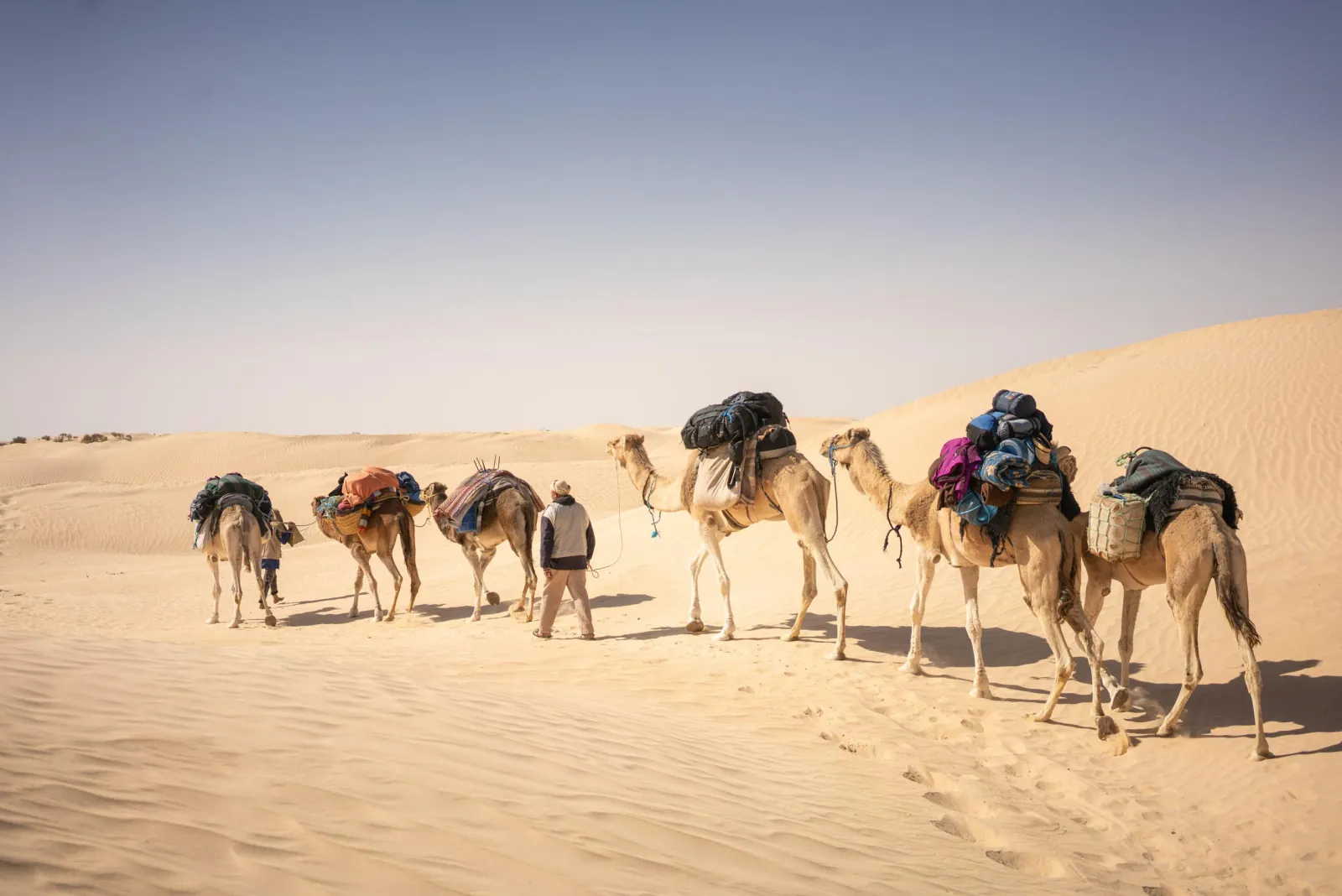 A loaded camel train crossing the dunes at sunset