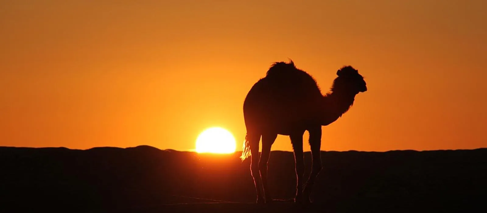 A camel silhouetted against the setting sun
