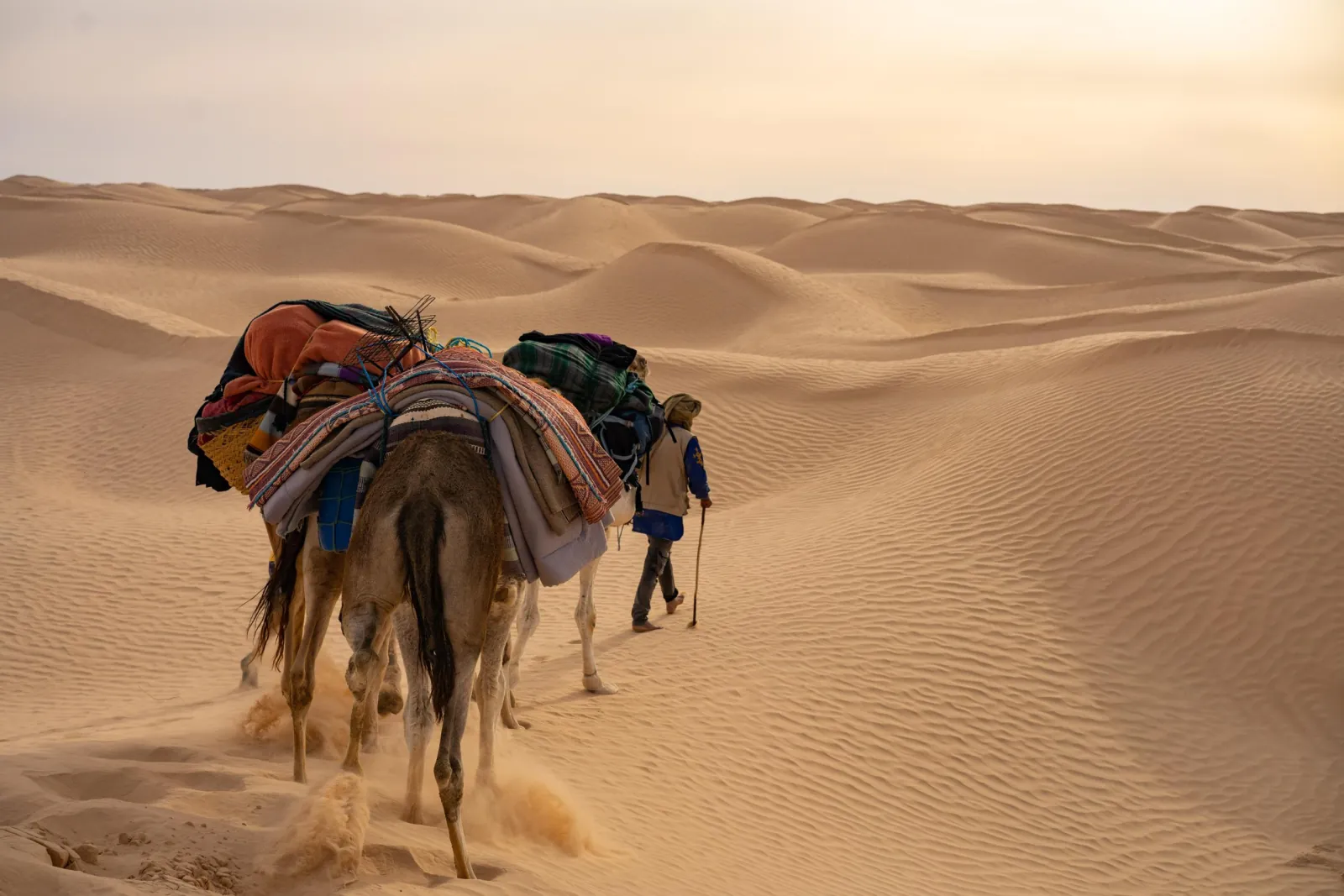 A loaded camel and its handler crossing soft sand