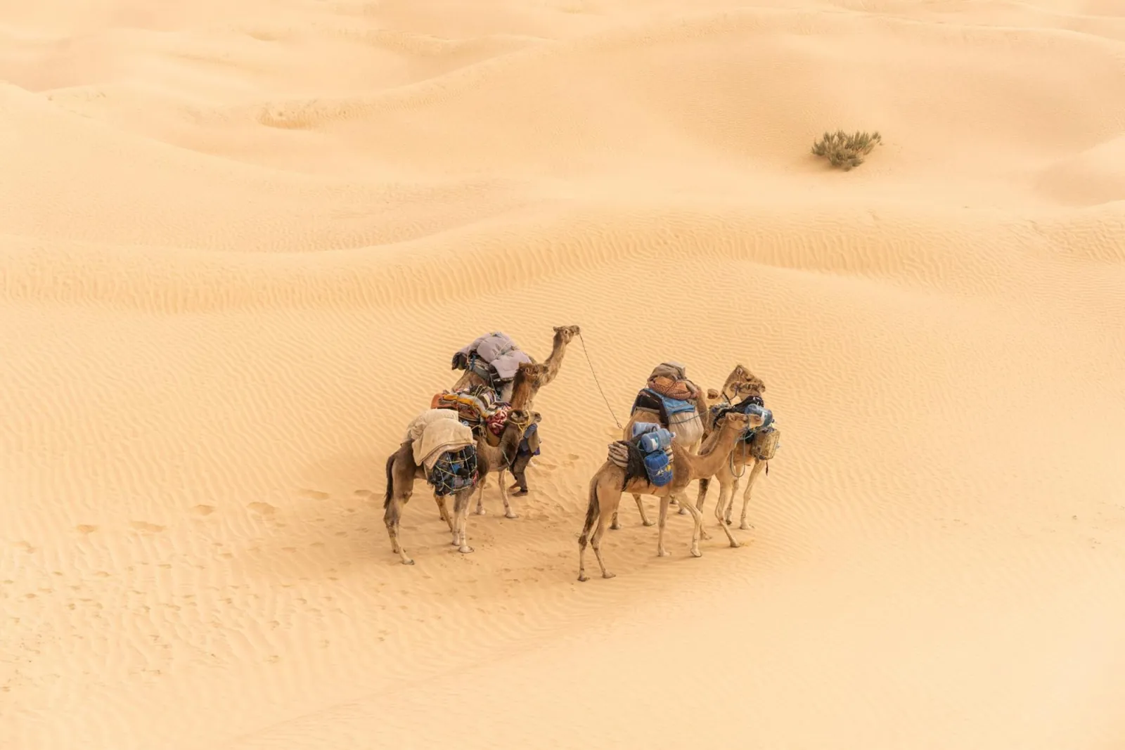 Two saddled camels crossing pale sand