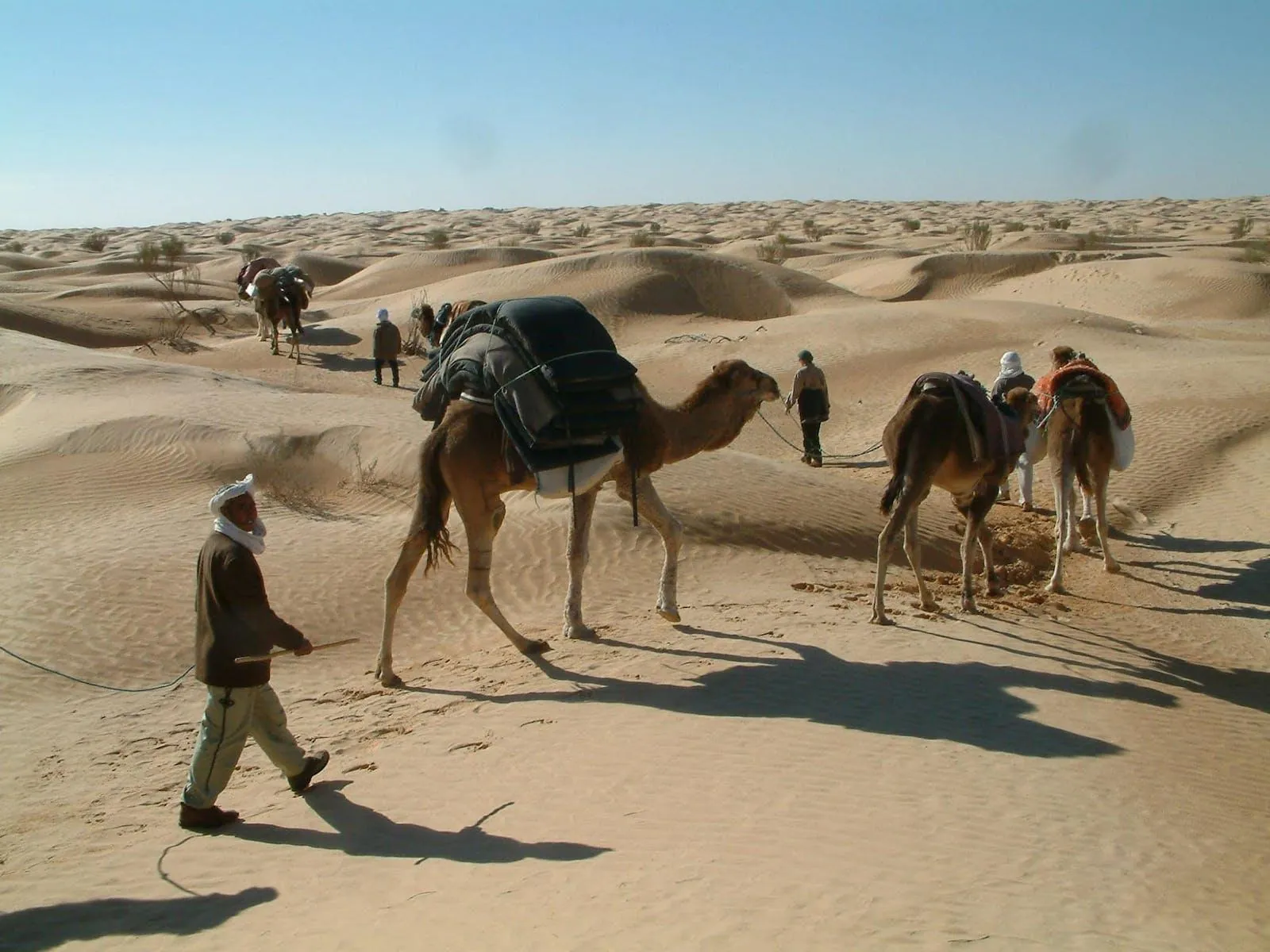 A handler leading camels across the sand for a desert trek