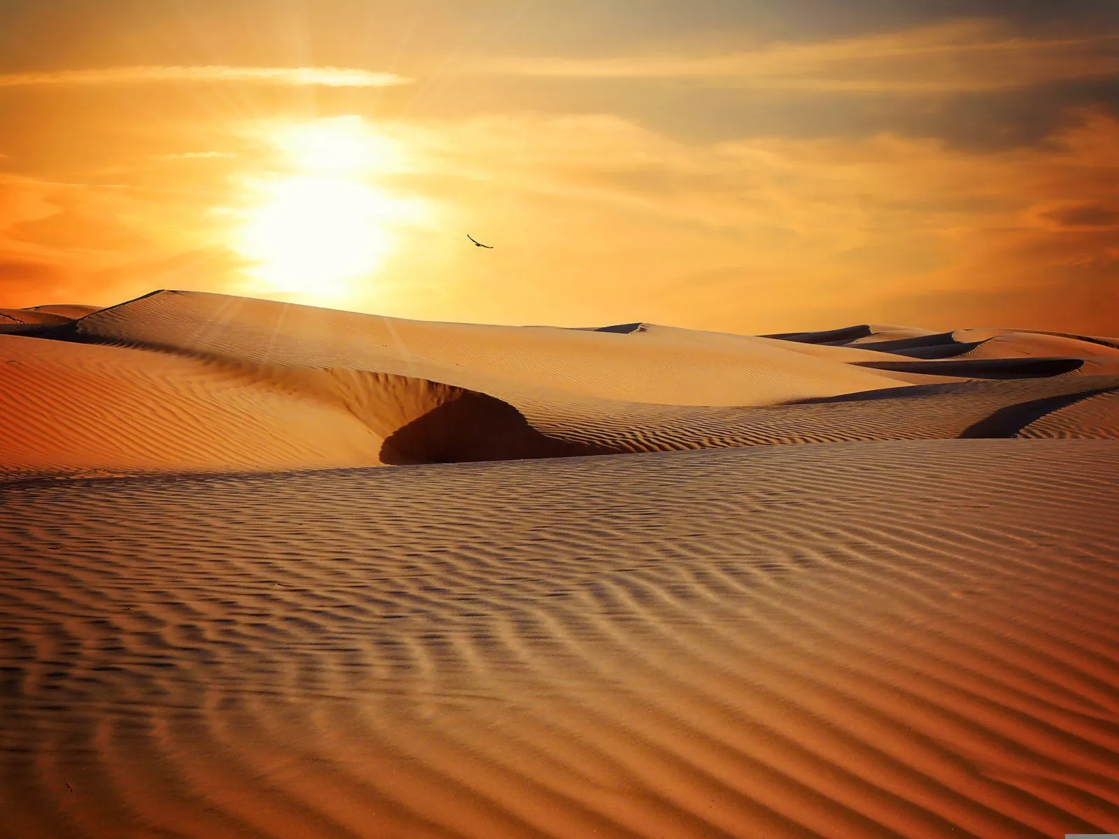 Low sun raking across a dune crest in the Tunisian Sahara