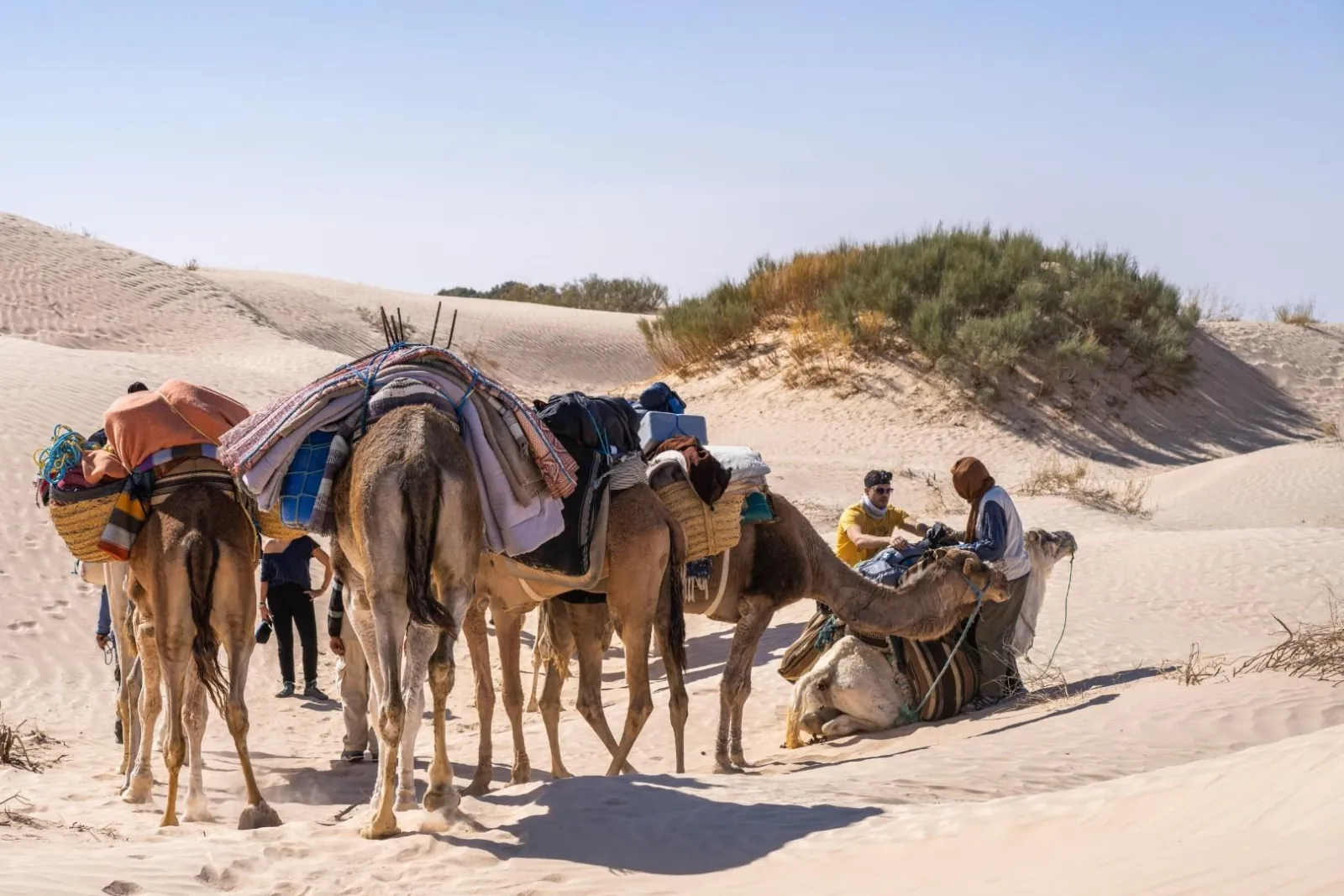 Saddled camels waiting beside a dune before the trek out