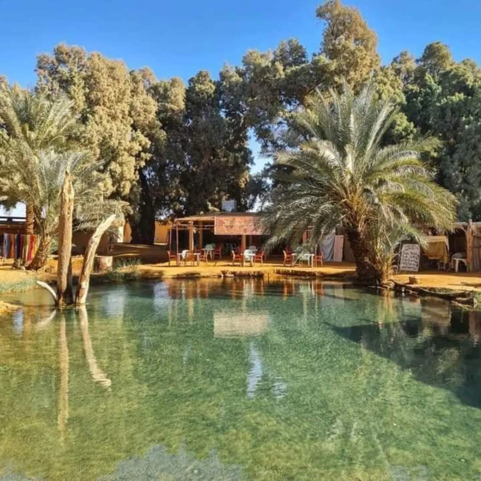 The spring-fed pool at the Ksar Ghilane oasis, ringed by palms