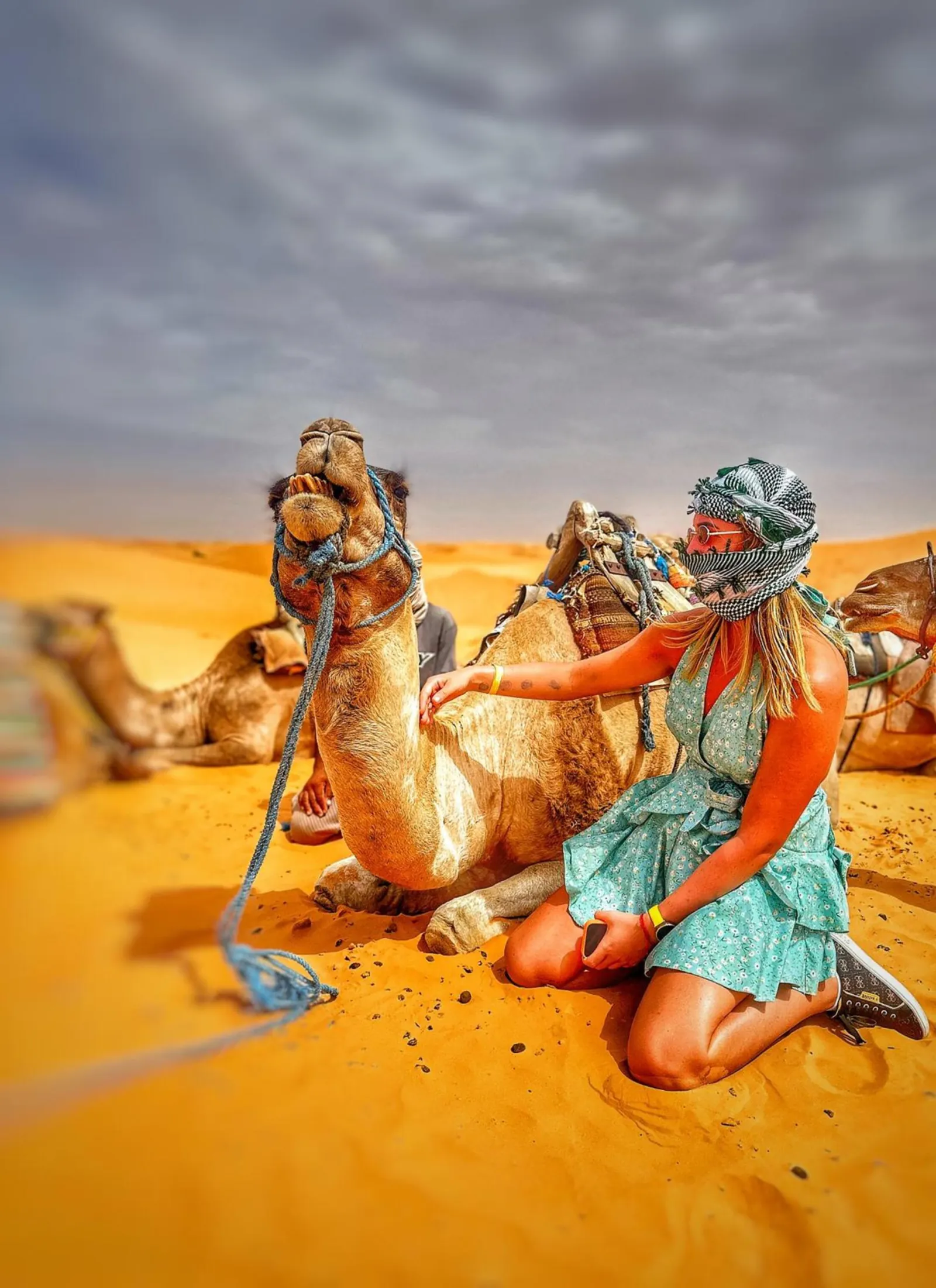 Saddled camels resting on the sand beside the Ksar Ghilane oasis
